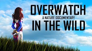 IF OVERWATCH WAS A NATURE DOCUMENTARY