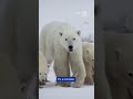 Female Polar Bear Takes In Orphaned Cub