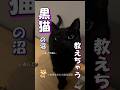 黒猫が可愛すぎて事件です #海外 #動物 #funnyanimals