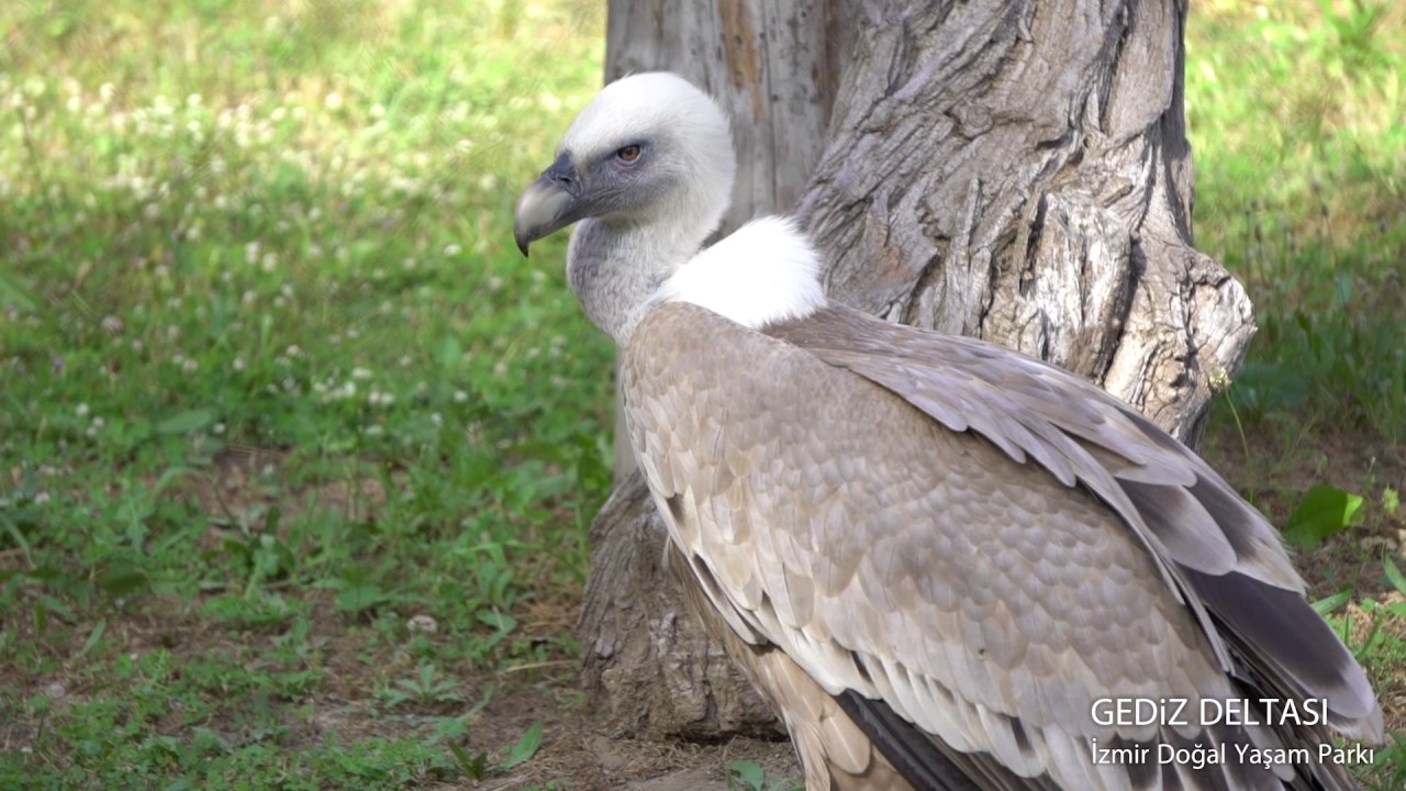 İzmir Kuş Cenneti (Gediz Deltası) - İzmir'i Keşfet