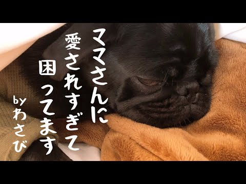 【黒パグ】夕食中のアピールでママの溺愛心に火をつけた黒パグ犬わさび