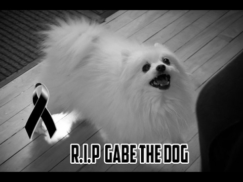 R.I.P Gabe the dog - adios gabe que descanses en paz :(