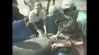 manatee Tracking 1