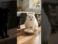 Cute cat turns wild after dinner! #funny #cat #cutecat #viralvideo #shorts #animals #wildlife #viral