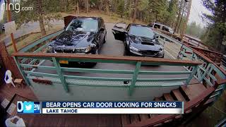 Bear caught on camera opening car door