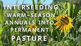 Interseeding annuals into permanent Pasture