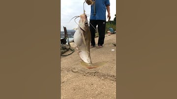 Vua cá ngạnh sông đà thể hiện đẳng cấp câu cá ngạnh bụng to là đây #shorts