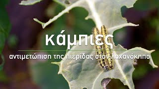 🐛 Αντιμετώπιση για τις κάμπιες σε λάχανα, μπρόκολα, κουνουπίδια - Τα Μυστικά του Κήπου