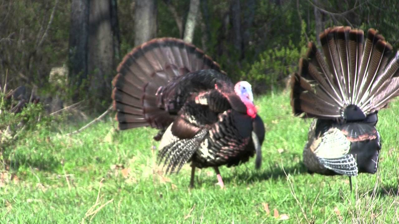WV Turkey Hunting Compilation YouTube