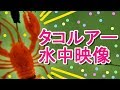 タコルアー水中映像撮影してみた。
