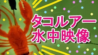 タコルアー水中映像撮影してみた。