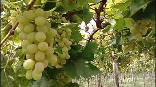 grapes farm 🍇🍇#shortsvideo #youtubeshorts #shetkari