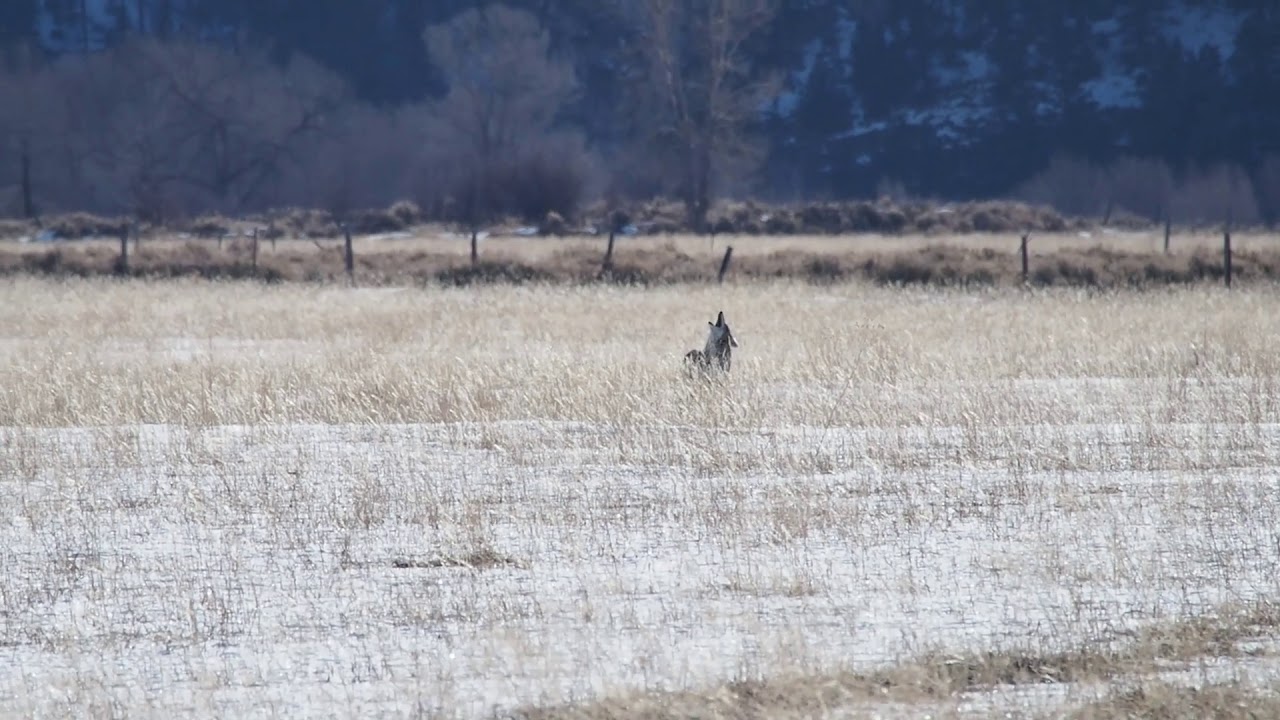 video phone beyonce mp3 Coyotes Howling in Grand Teton National Park - 02.13.18