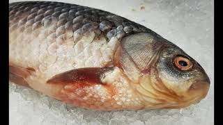 Artificial Intelligence for fish quality estimation