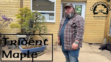 Trident Maple Summer Pruning - Greenwood Bonsai