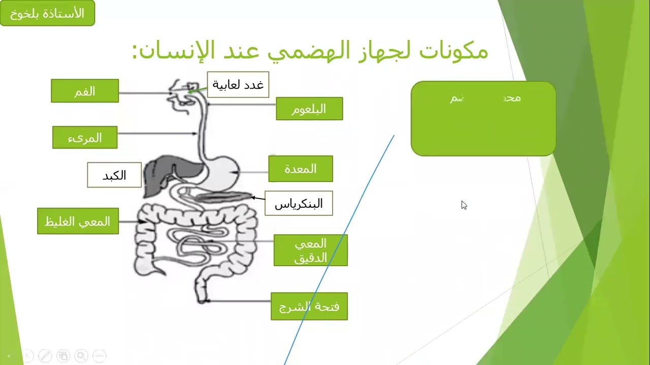مكونات الجهاز الهضمي و محطات الهضم السنة الرابعة متوسط (الجزء الأول)