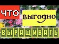 Выгодно ли выращивать цветы? Что не афишируют тепличники?