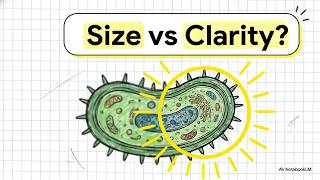 Microscopes Explained Magnification Resolution Oil Immersion TEM and SEM