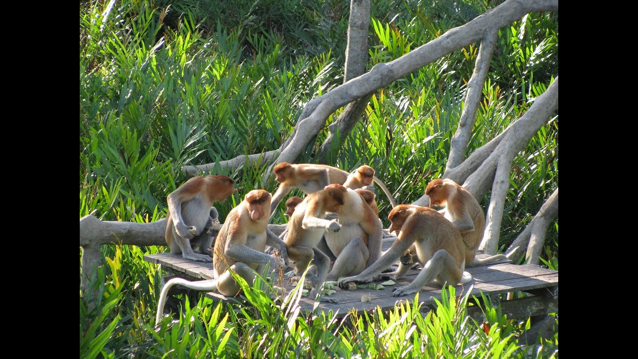 Up Close with Proboscis Monkeys and more Proboscis Monkeys in Labuk Bay near Sandakan Sabah!