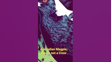 Swooping Bird - Australian Magpie, this is not a Crow. Usually attack face.