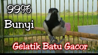 Suara Pancingan Gelatik Batu Supaya Rajin Bunyi