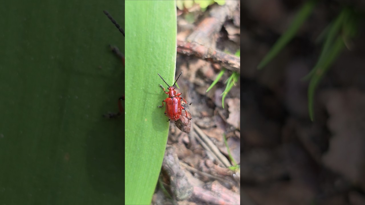 Трещалка луковая (Lilioceris merdigera) / Насекомые Беларуси