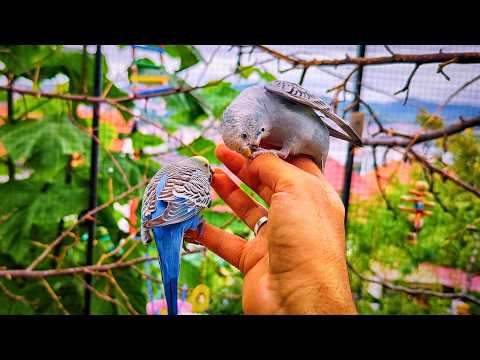 My Budgies Did Something I Never Expected 😳
