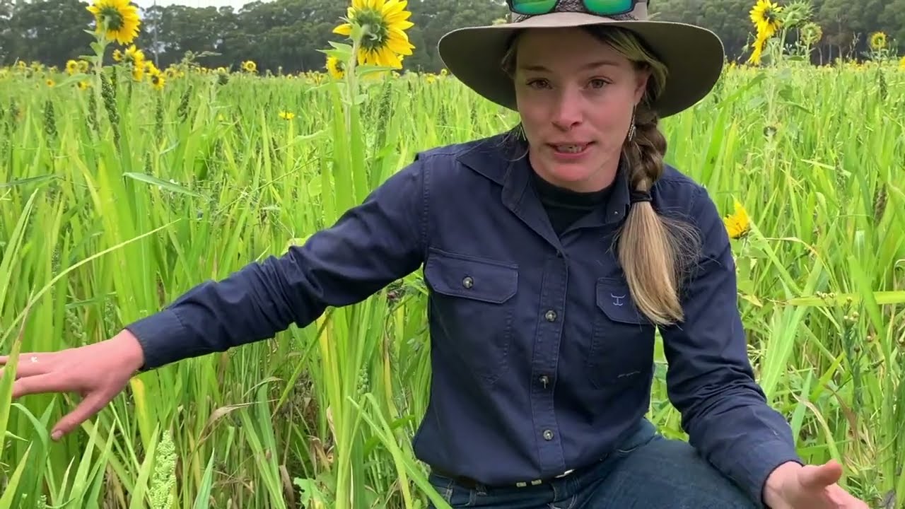 Multispecies Forage Crops at the Conrons in Irrewillipe, VIC