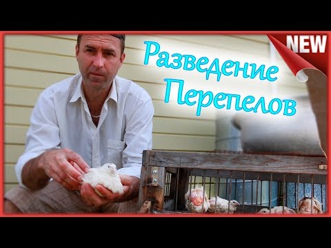 Сколько живут перепёлки в домашних условиях??? Когда менять материнское стадо.