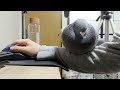 ハト ホホホホホホホホ(鳴き声)