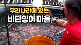 한국에 단하나 밖에 없는 비단잉어 마을을 만든 비단잉어 장인