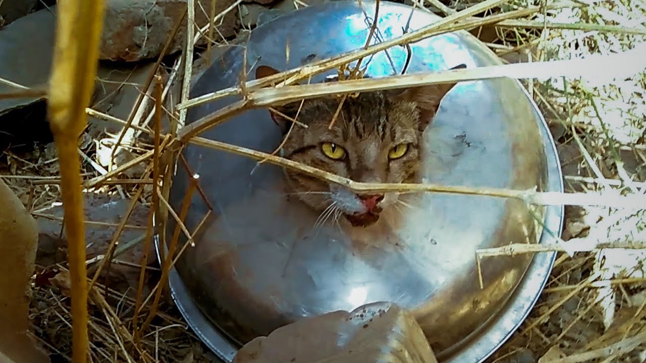 Curiosity nearly killed the cat who became trapped in a garbage kitchen