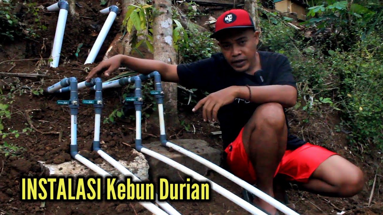 Temuan Baru Instalasi Kebun Durian,Bikin Geleng Kepala