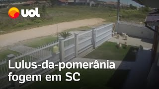 Lulus-Da-Pomerânia Aproveitam Portão Aberto E Fogem Em Sc Veja Vídeo Dos Cachorros