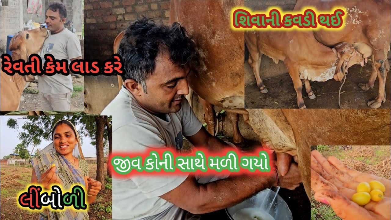 Dhel nu Hard cow milking 🐂 |જીવ થી જીવ મળી ગયો #farming #village #gujarati #dailyvlogs #viral #video