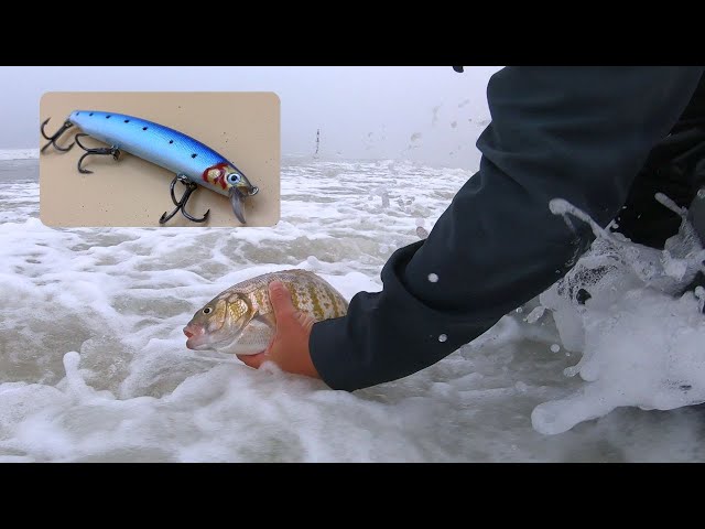 Surf Perch Fishing for Fun: Lures only and New Products plus a new PB 
