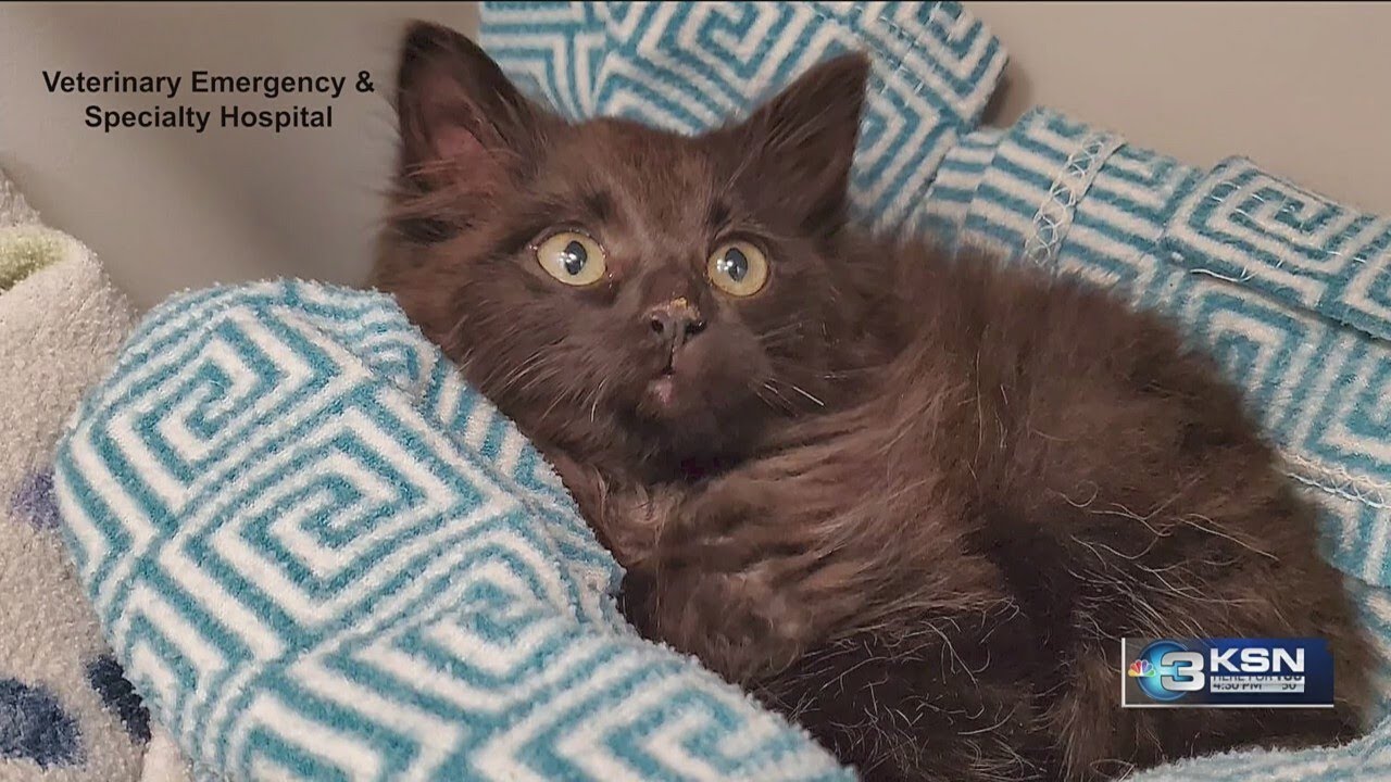 Veterinary Emergency & Specialty Hospital employees save kitten from