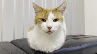 Blepping Cat Loaf by Tom and Mimi 5,569 views 1 month ago 18 seconds