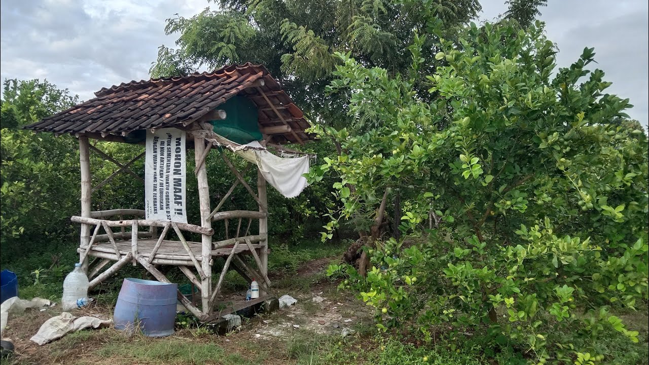 Perkebunan jeruk nipis 😆😆😆😆😆😆😆😂😂😂😂😂005😎😎😎😎😎😎😎