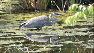 Great Blue Heron spots an insect and later seeks shade  #greatblueheron #birds #nature