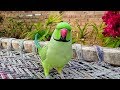 Amazing talking parrot