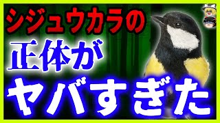 【ゆっくり解説】シジュウカラとは何者なのかあまり知られていない実態と衝撃事実を徹底解析