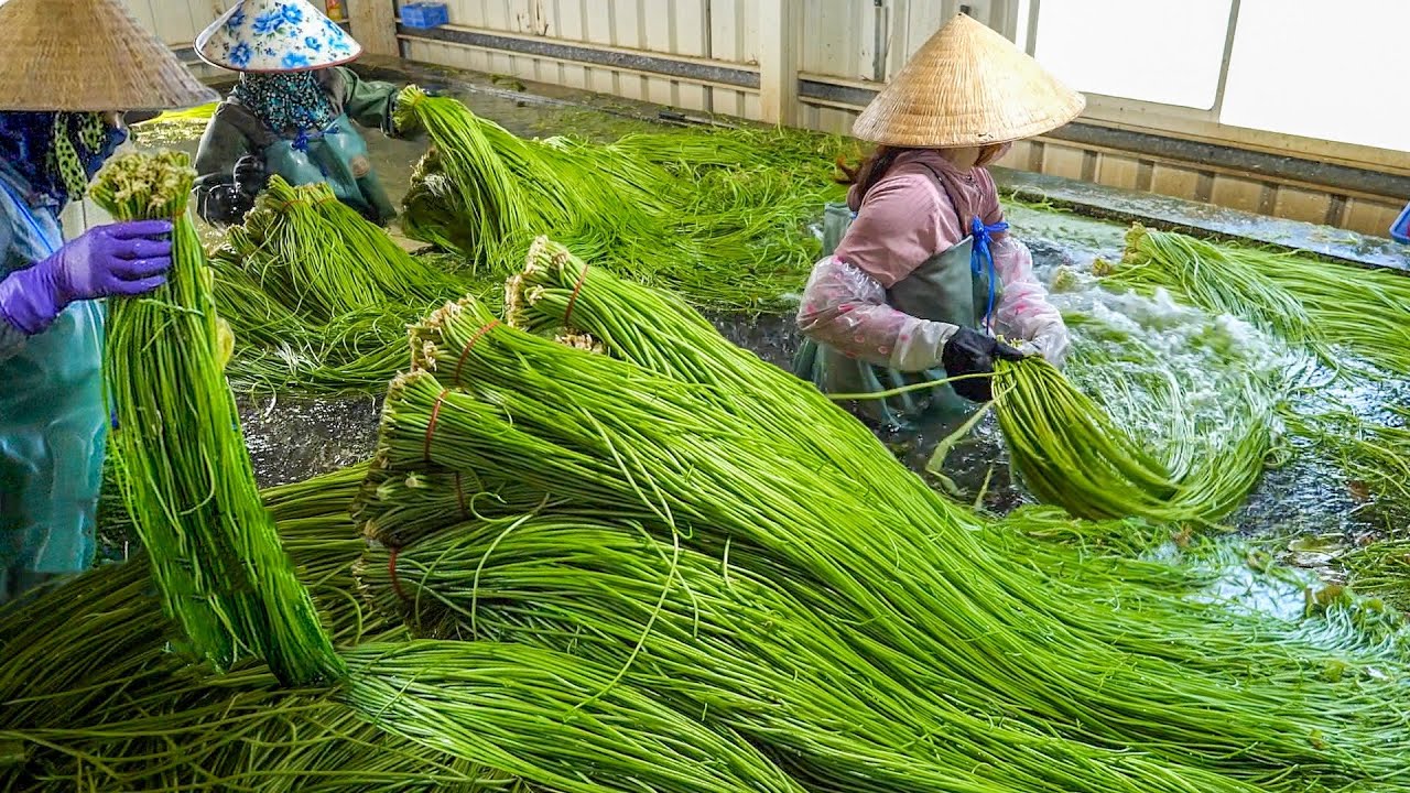 3 урожая на Тайване: White Water Snowflake, картофель и редька