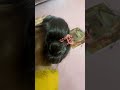 Sab Dekho Vlog Day 1 | Ab Dekho 2nd Vlog 😍”#viralreels #newreel #trending