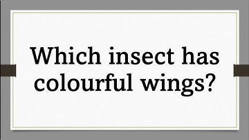Which insect has colourful wings?/general knowledge/gk@littlestar1992
