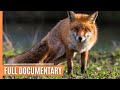 Wildlife in Unexpected Places - Foxes in Urban Environments | Full Documentary
