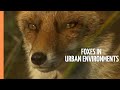Wildlife In Unexpected Places Foxes In Urban Environments Full Documentary