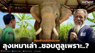 ลุงเหมาเล่า..‼️ชอบพาตูลูเพราะอะไร😘ถูกชะตา #elephant #ivory #พาตูลู #ช้าง #ตูลู