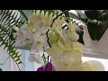 Цветущие орхидеи на стеллаже 💕 Blooming orchids on the shelf