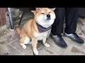 自分は甘えるのに飼い主がベタベタしてくるのは拒否する柴犬　Shibe cuddle the owner, but he refuses when the owner tries to cuddle.